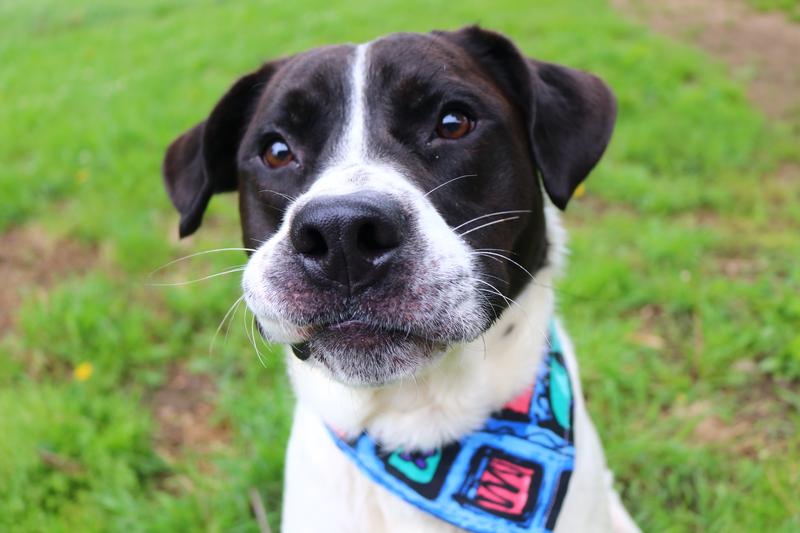 Fayetteville Animal Services Adoption Search Results