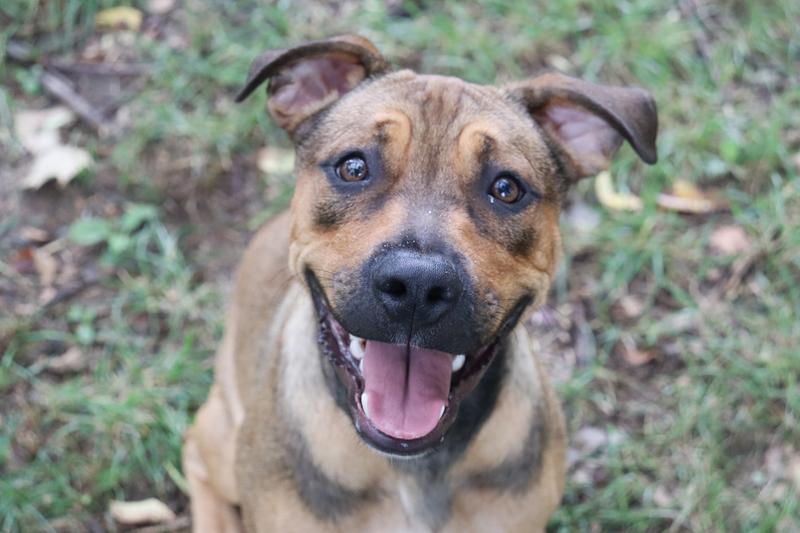 Fayetteville Animal Services Adoption Search Results