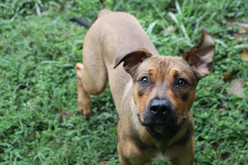 Fayetteville Animal Services Adoption Search Results