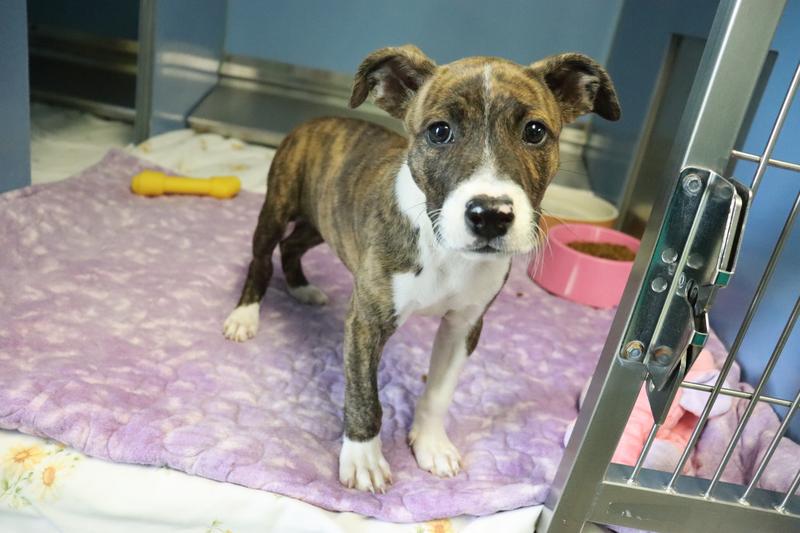 Fayetteville Animal Services Adoption Search Results