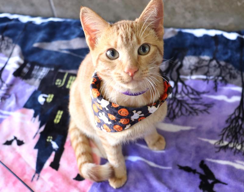 Fayetteville Animal Services Adoption Search Results