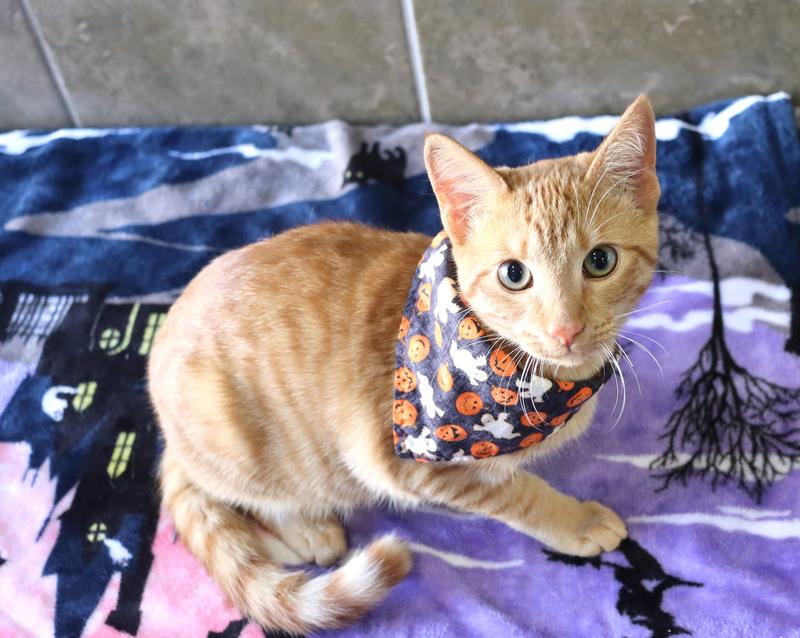 Fayetteville Animal Services Adoption Search Results